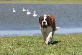 SAINT BERNARD 132